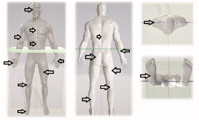 Cuerpo humano visto desde diferentes planos anatómicos.