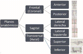 Mapa conceptual de los planos anatómicos y sus vistas.
